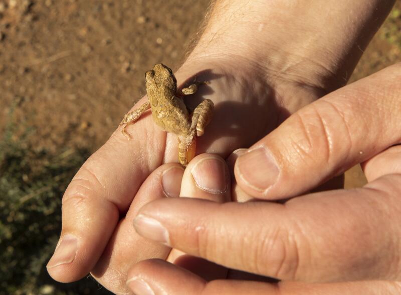 A tiny sand-colored frog climbs out of a pair of human hands.