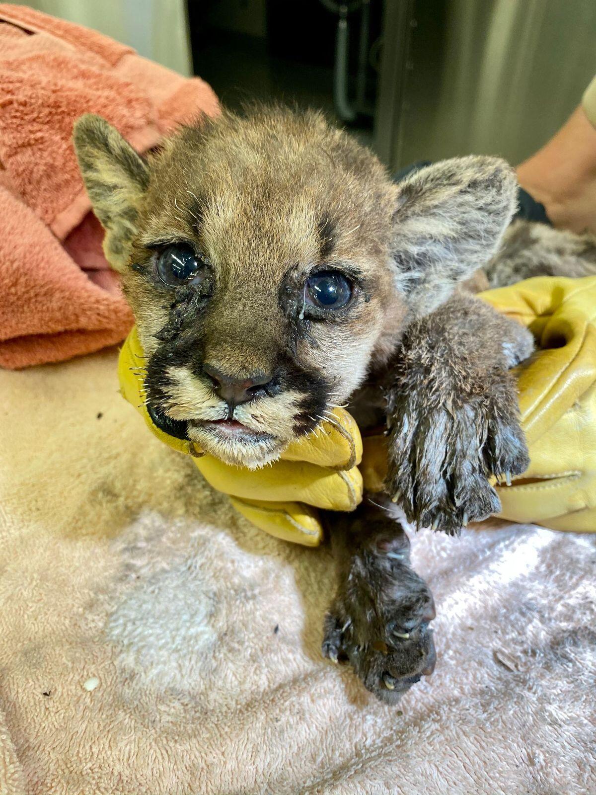 Capt. Cal will stay in the care of the Oakland Zoo until he heals, officials said.