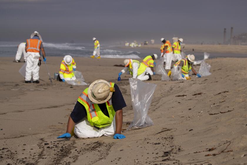 Huntington Beach, CA - October 04: Cleanup crews spread out across the beach as they begin cleaning up oil in the sand from a major oil spill on Huntington State Beach in Huntington Beach Monday, Oct. 4, 2021. Cleanup crews began cleaning up the the damage from a major oil spill off the Orange County coast that left crude spoiling beaches, killing fish and birds and threatening local wetlands. The oil slick is believed to have originated from a pipeline leak, pouring 126,000 gallons into the coastal waters and seeping into the Talbert Marsh as lifeguards deployed floating barriers known as booms to try to stop further incursion, said Jennifer Carey, Huntington Beach city spokesperson. At sunrise Sunday, oil was on the sand in some parts of Huntington Beach with slicks visible in the ocean as well. "We classify this as a major spill, and it is a high priority to us to mitigate any environmental concerns," Carey said. "It's all hands on deck." (Allen J. Schaben / Los Angeles Times)