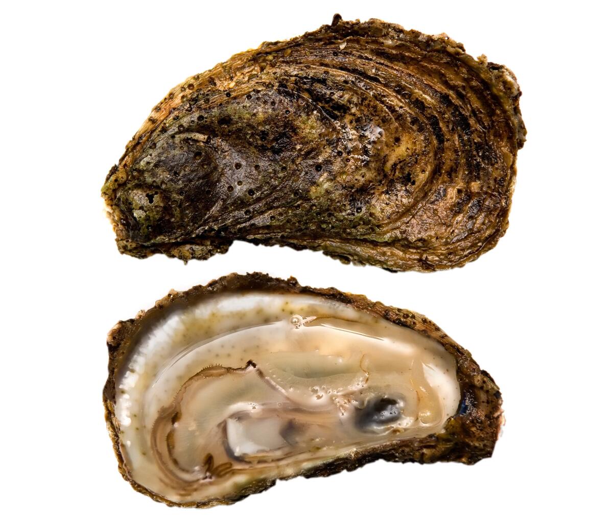Crassostrea virginica, native East Coast oysters.