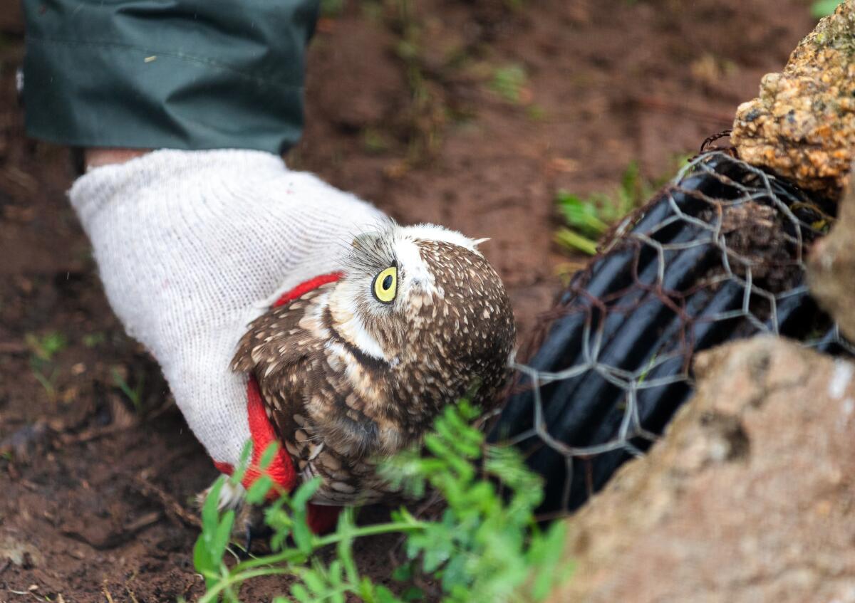 Several burrowing owls were released into a habitat at the Ramona Grasslands Preserve