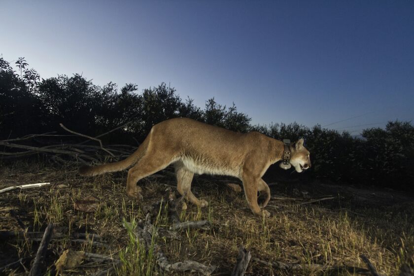 This undated photo released by the National Park Service shows the adult female mountain lion P-65. The mountain lion found dead in Southern California earlier this year was the first big cat in a two-decade National Park Service study to die of complications from mange, a highly contagious skin disease caused by a mite parasite. Researchers say the body of the 5-year-old female cougar dubbed P-65 was discovered in the Santa Monica Mountains in March 2022. (National Park Service via AP)