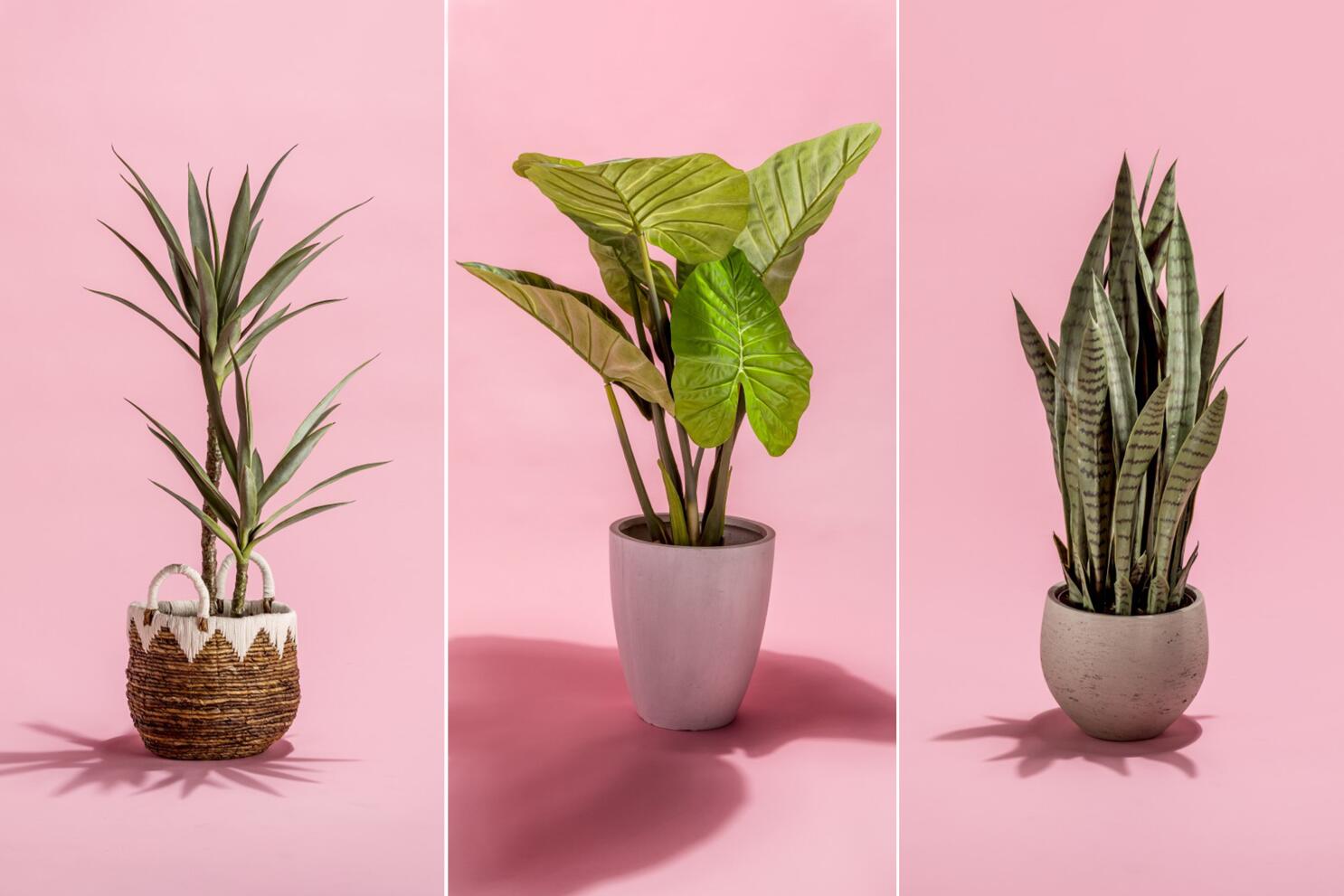 The inexpensive hack to make your faux plants look taller + more realistic  🪴 #shorts #homehacks 
