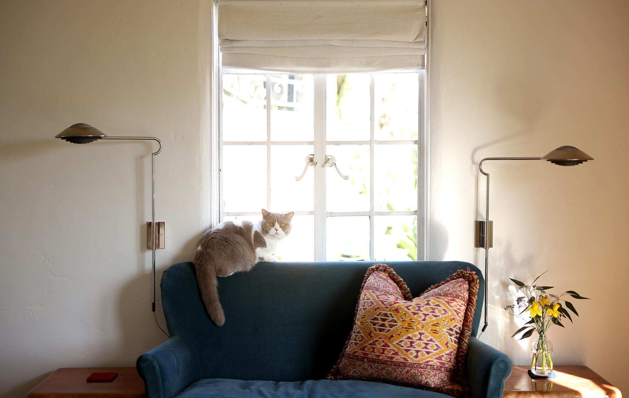 A gray and white cat sits on a green velvet couch