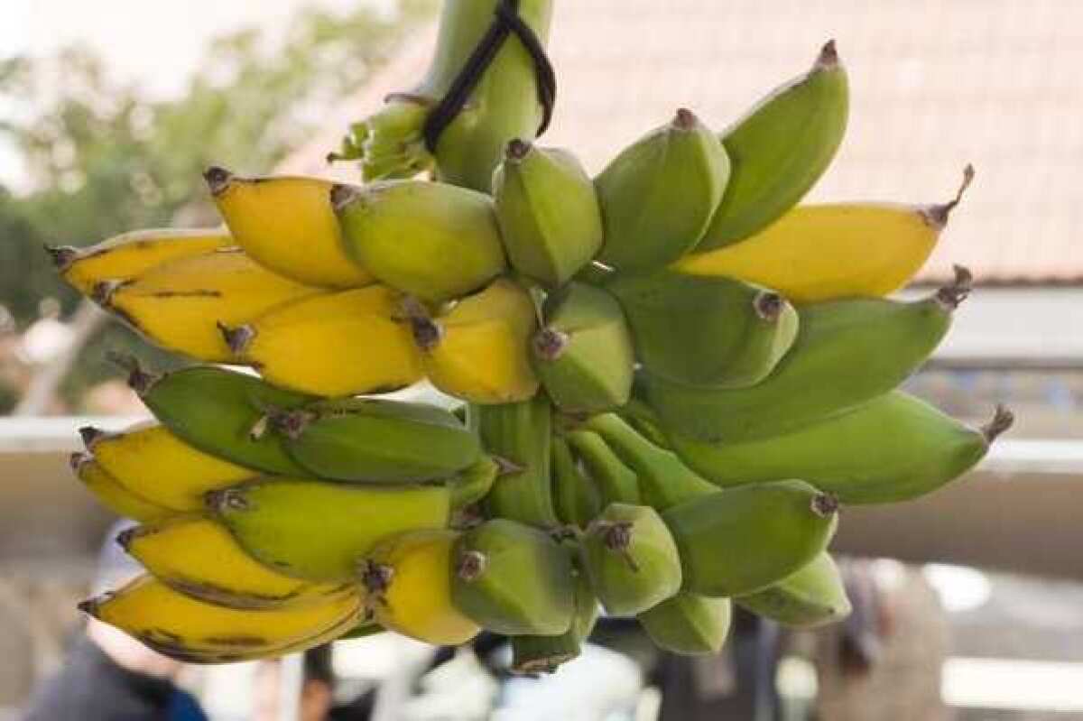 Sequencing the banana genome reveals that domestication of the fruit was a complicated process.