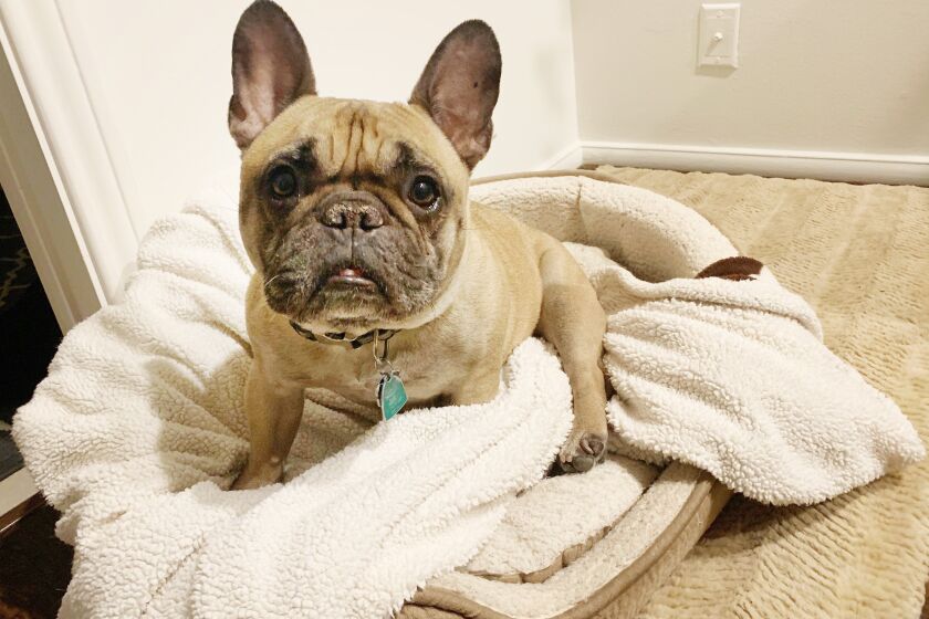 Photo of French bulldog, Luca, who was forcibly taken from his owner on Sunset Boulevard near West Hollywood.