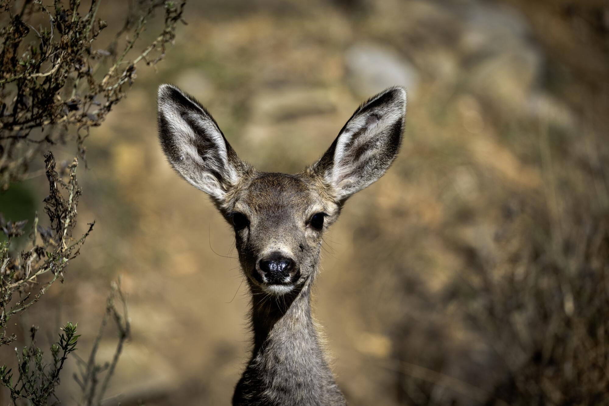 A mule deer stares ahead and spreads its ears.