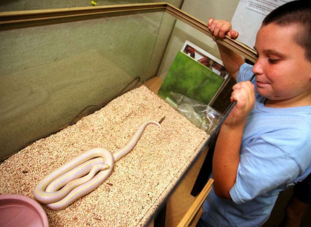 Albino California kingsnakes, like this one in an Orange County classroom, are popular in the pet trade. Now they've escaped into the wild and are wreaking havoc on natural ecosystems, according to the USGS.