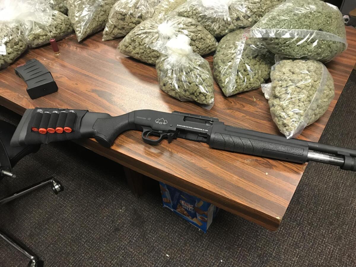 Deputies seized 3,000 pounds of cannabis, plus this shotgun and 4 handguns, during raid of unlawful Spring Valley dispensary