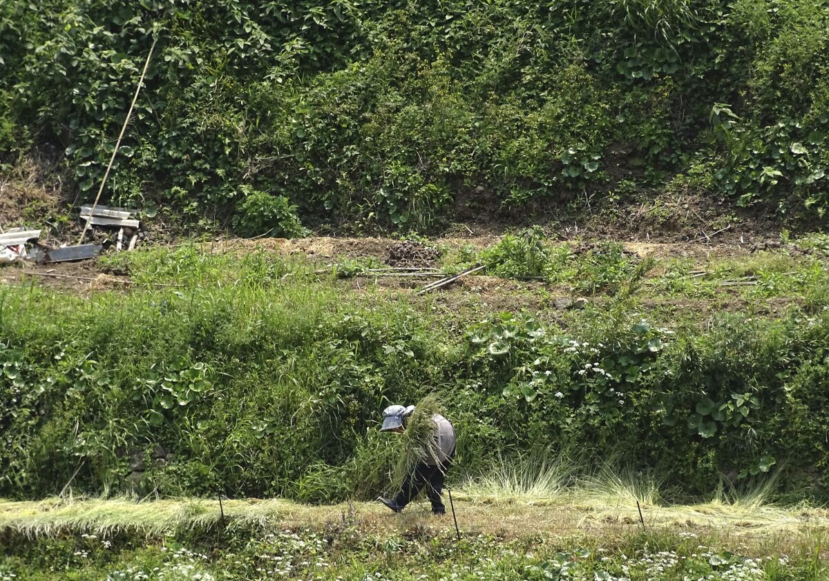 FILE - In this May 3, 2017, file photo, a farmer gathers grass for livestock in Hirado, Nagasaki Prefecture, southwestern Japan. Among the challenges awaiting newly appointed Japanese Prime Minister Yoshihide Suga is the urgent challenge of how to keep the world’s third-largest economy growing as its population ages and shrinks. (AP Photo/Eugene Hoshiko, File)