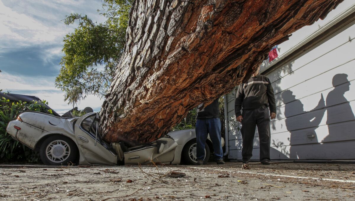 A roughly 125-foot pine tree, which was more than 100 years old, fell on a car and house in Pasadena on Tuesday. No one was injured.