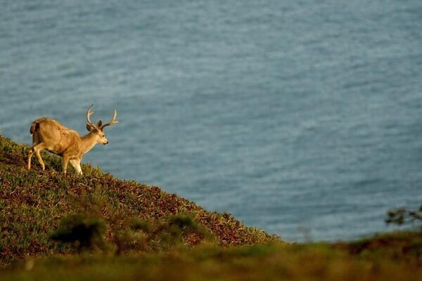 WILDLIFE: A black-tailed buck traipses along a bluff in Northern Californias Point Reyes National Seashore, home to soaring dunes and a diverse ecosystem.