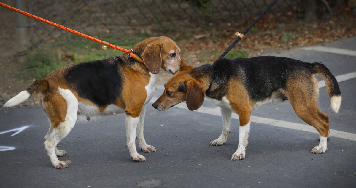 Two rescued beagles await a medical check-in Sunday at the Helen Woodward Animal Center.