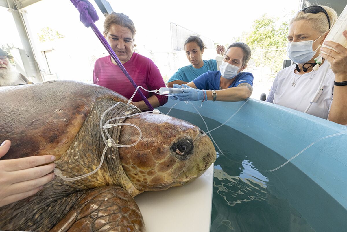 In this image provided by Zoo Miami, a female loggerhead turtle receives fluids as part of a treatment on May 28, 2022, after she was brought to Miami Zoo's new Sea Turtle Hospital in Miami. The turtle was rescued from the Port St. Lucie Power Plant after a shark attack left its left fin with exposed bone. (Ron Magill/Zoo Miami via AP)