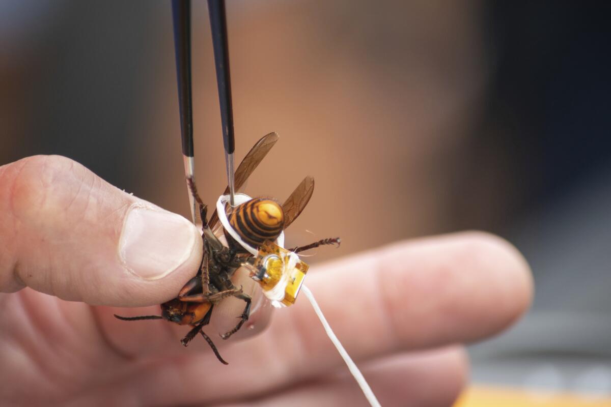An Asian giant hornet is affixed with a tracking device in Washington state.