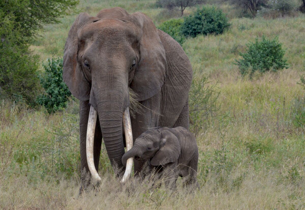 A baby elephant holds its grazing mother's tusk as they move through Tarangire National Park in Tanzania in June 2013.