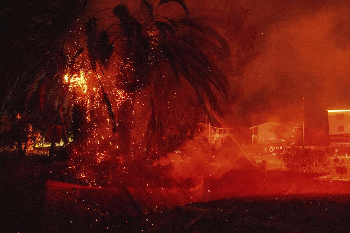 A palm tree burns near homes
