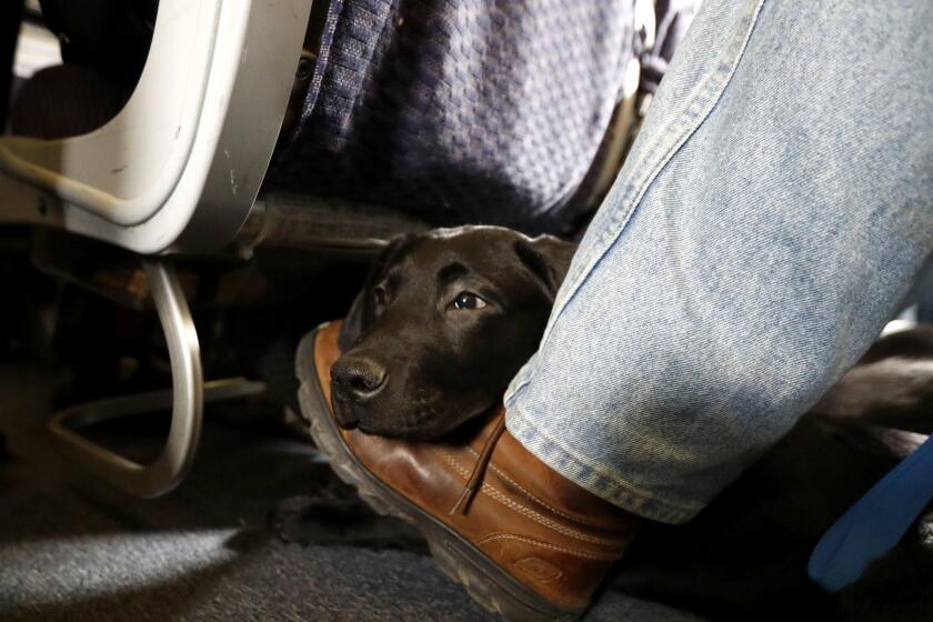 FILE- In this April 1, 2017, file photo, a service dog named Orlando rests on the foot of its trainer, John Reddan, of Warwick, N.Y., while sitting inside a United Airlines plane at Newark Liberty International Airport during a training exercise in Newark, N.J. Trainers took dogs through security check and onto a plane as part of the exercise put on by the Seeing Eye puppy program. If your pet must travel, experts say that the cabin is safer than the cargo hold. Pets too large to fit in an under-seat carrier must go cargo unless it's a service or emotional-support animal. (AP Photo/Julio Cortez, File)
