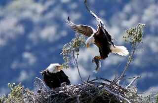 Bald eagles nesting in the Angeles National Forest