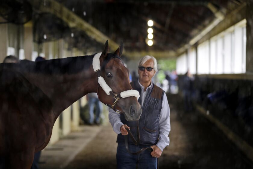 Trainer Bob Baffert leads Kentucky Derby and Preakness Stakes winner American Pharoah around the barn on June 2 after arriving at Belmont Park in Elmont, N.Y.