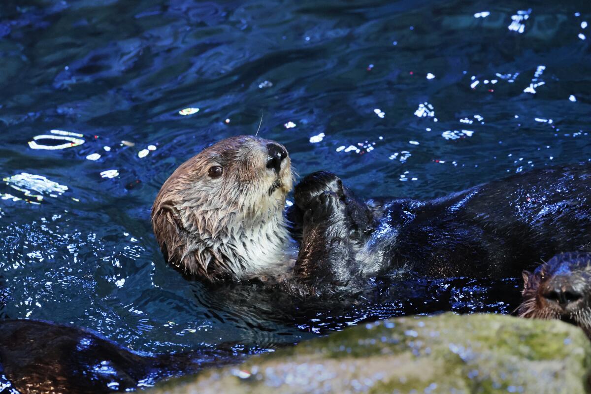 A sea otter plays inside the sea otter habitat at the Aquarium of the Pacific in Long Beach.