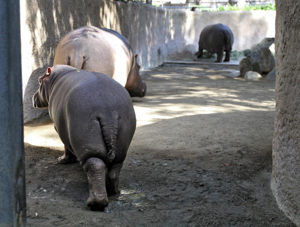 Photo Gallery: L.A. Zoo's new behind the scenes hippo encounter