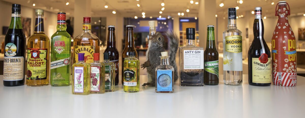 In this photo dated Tuesday, Aug. 25, 2020, made available by Disgusting Food Museum, a selection of drinks, including coca leaf liqueur, ant gin, fishy whisky and scorpion vodka along with a squirrel decanter, are on display at the Disgusting Food Museum in Malmo, Sweden, that will open Saturday Sept. 5. Each exhibit is considered a delicacy somewhere in the world, but strikes many unaccustomed palates as revolting, and the exhibit curator says humans have always been inventive when it comes to making booze. (Andreas Ahrens / Disgusting Food Museum via AP)