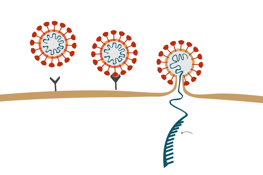 The coronavirus uses its protein spikes to infiltrate living cells.