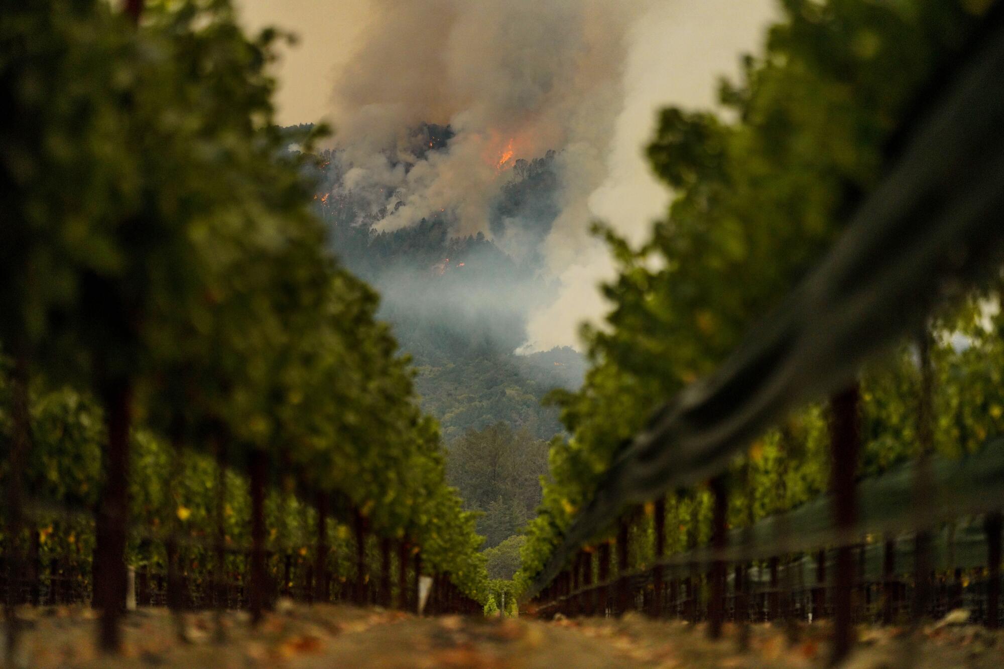 Fire burns on a hillside behind a row of grapes at a vineyard.