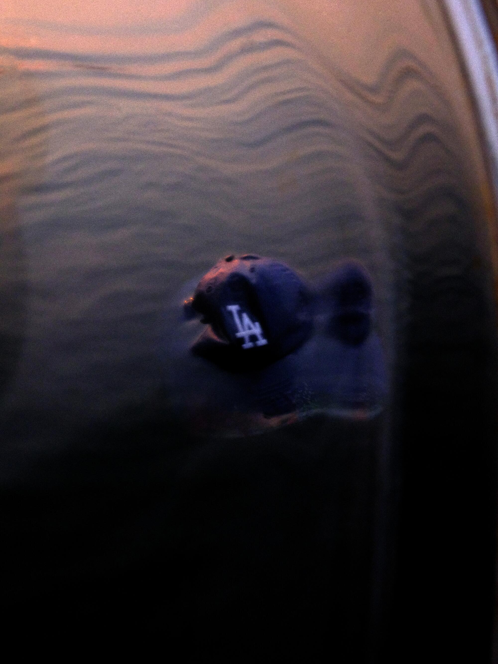 An image of a Dodgers hat floating in the water