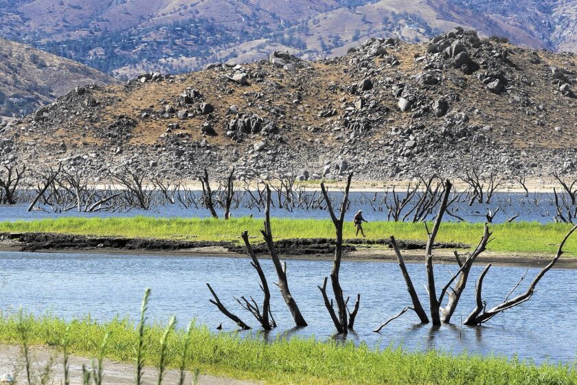 Branches of dead trees emerge from Lake Isabella as the water level recedes.