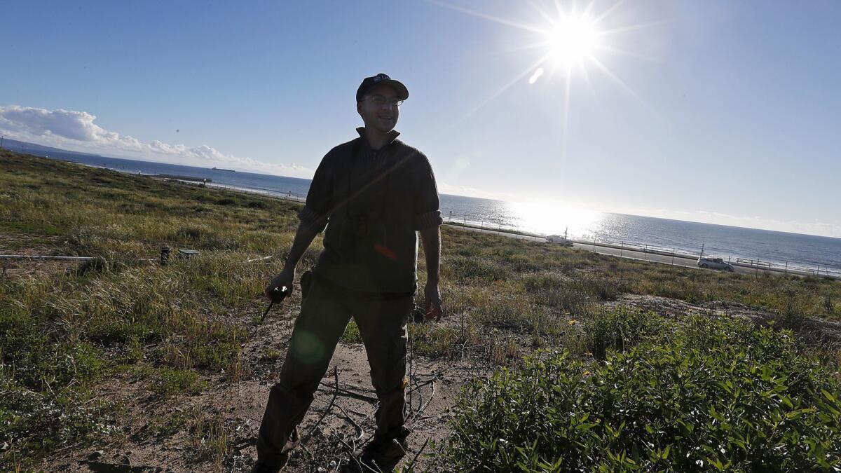 U.S. Geological Survey biological technician Tristan Edgarian searches for owl burrows in the dunes on the west end of Los Angeles International Airport.