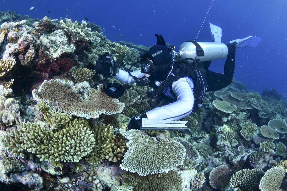 In this photo supplied by the Great Barrier Reef Marine Park Authority (GBRMPA), a diver swims past coral on the Great Barrier Reef in Australia, Oct. 18, 2016. More than 90% of Great Barrier Reef coral surveyed in 2022 was bleached in the fourth such mass event in seven years in the world’s largest coral reef ecosystem, Australian government scientists said in its an annual report released late Tuesday, May 10, 2022. (M. Curnock/GBRMPA via AP)