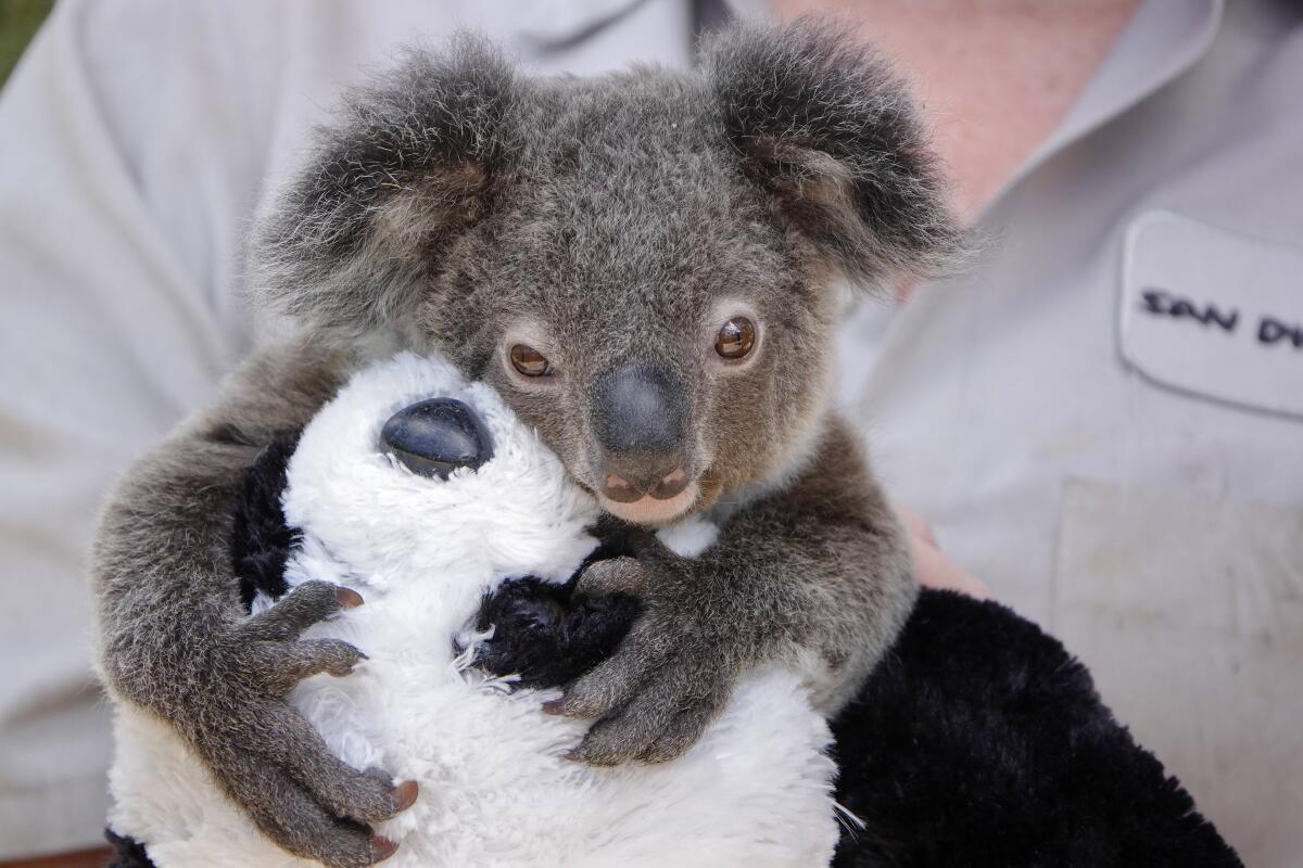 Omeo, a koala joey, holds onto a stuffed panda bear at the San Diego Zoo in this photo from May 2020.