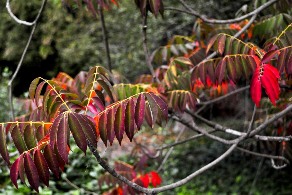 Chinese lacquer tree from the LA County Arboretum.