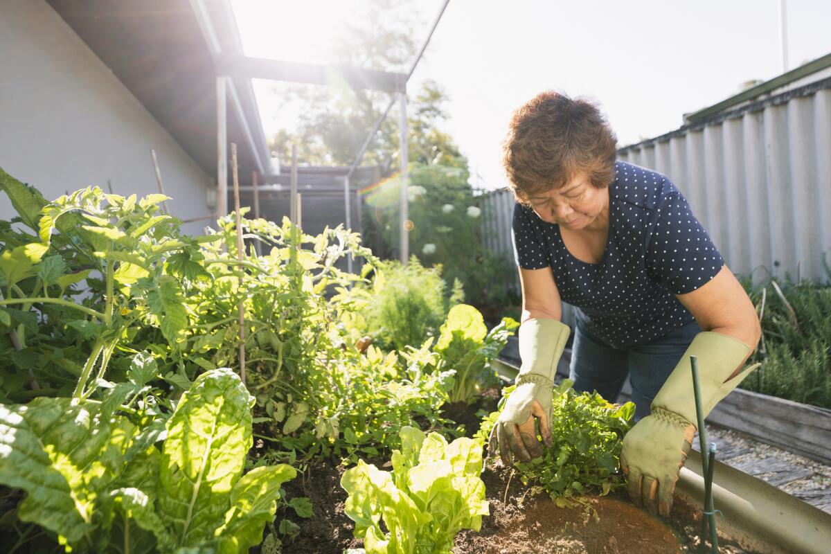 A senior woman gardens in a raised bed in her yard, wearing long gardening gloves.
