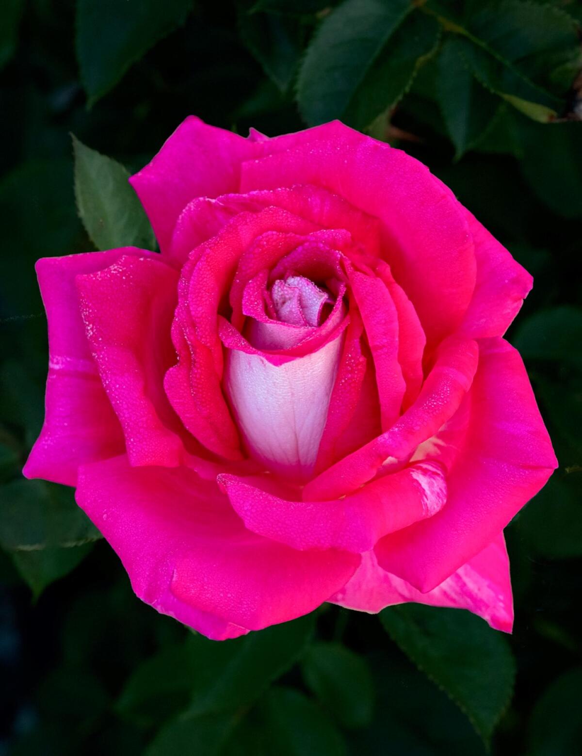 Uptown Girl Grandiflora Rose, Roses