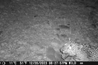 Jason Miller photographed a rare jaguar on Dec. 20 in Southern Arizona. It's the eighth jaguar in the US since the 1990s.