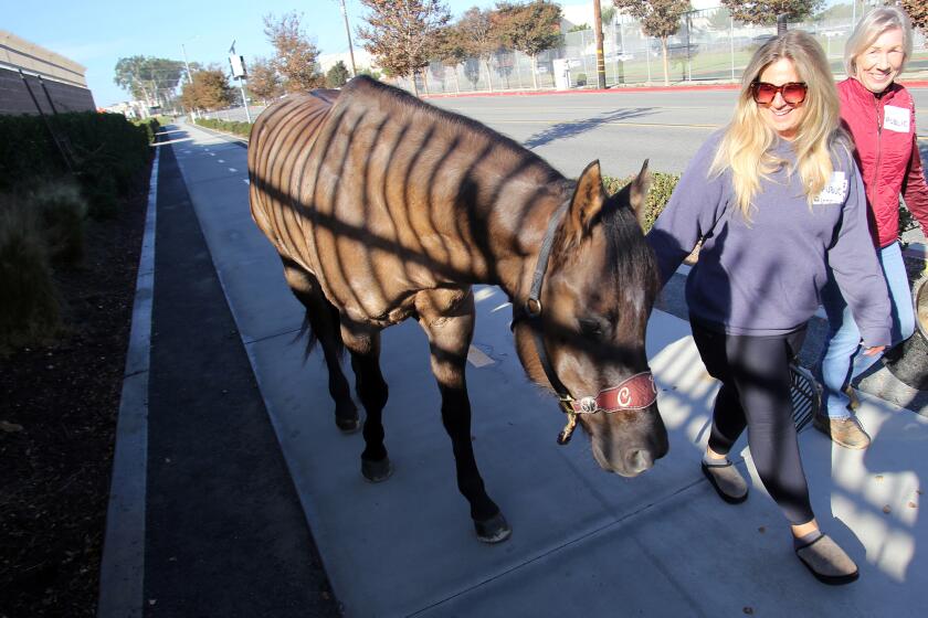 Two staff members from the OC Fair & Event Center walk "Regulus" who was the mascot for the OC Fair & Event Center board meeting, back to the equestrian center at the OC Fair & Event Center in Costa Mesa on Thursday, December14, 2023. (Photo by James Carbone)