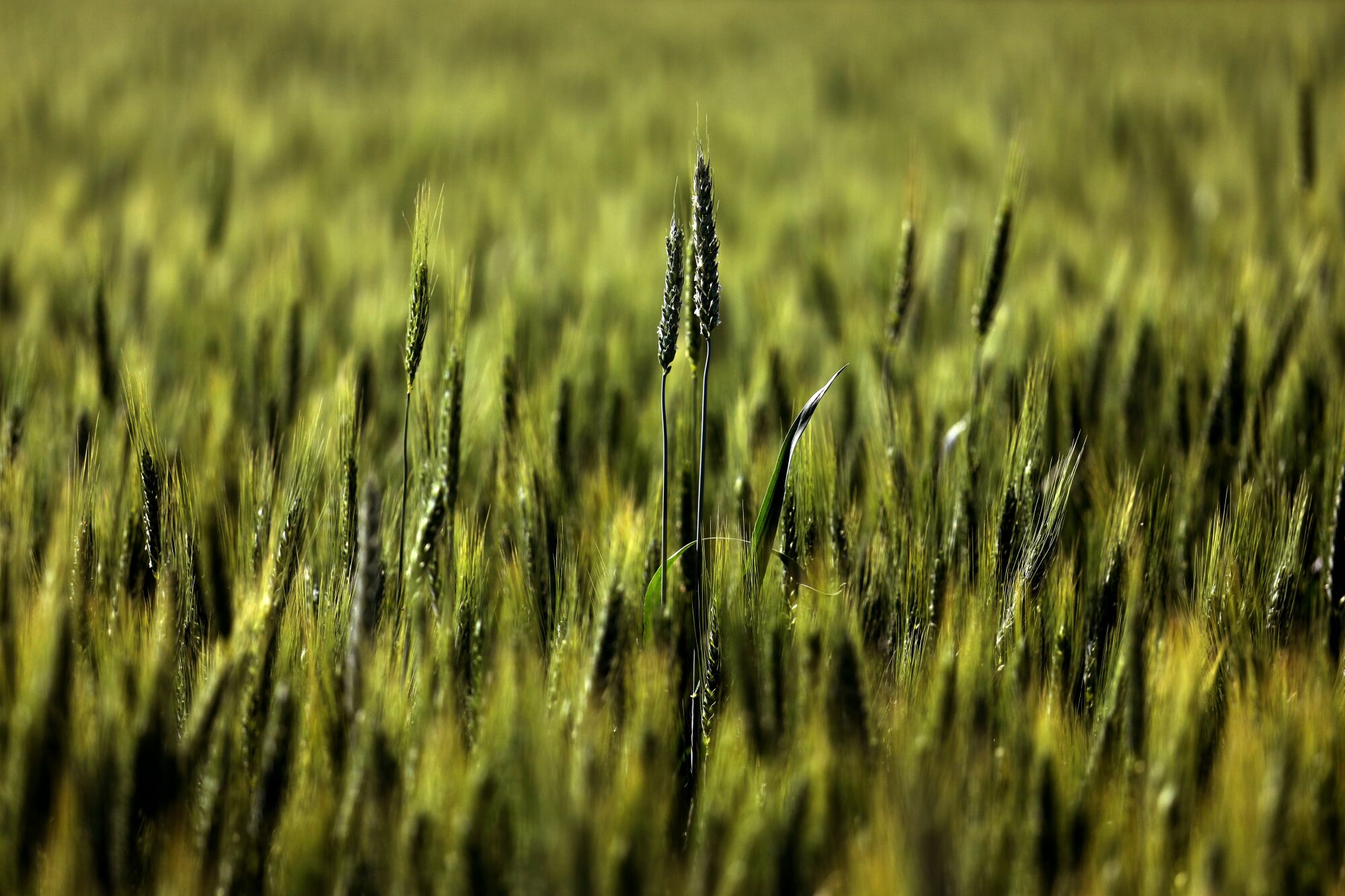 Wheat fields in Hanford.