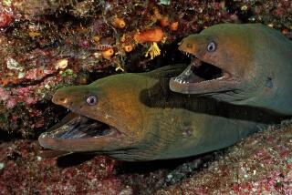 (GERMANY OUT) Panamic green moray eel , Gymnothorax castaneus , Mexico, Sea of Cortez, Baja California, La Paz (Photo by Reinhard Dirscherl/ullstein bild via Getty Images)