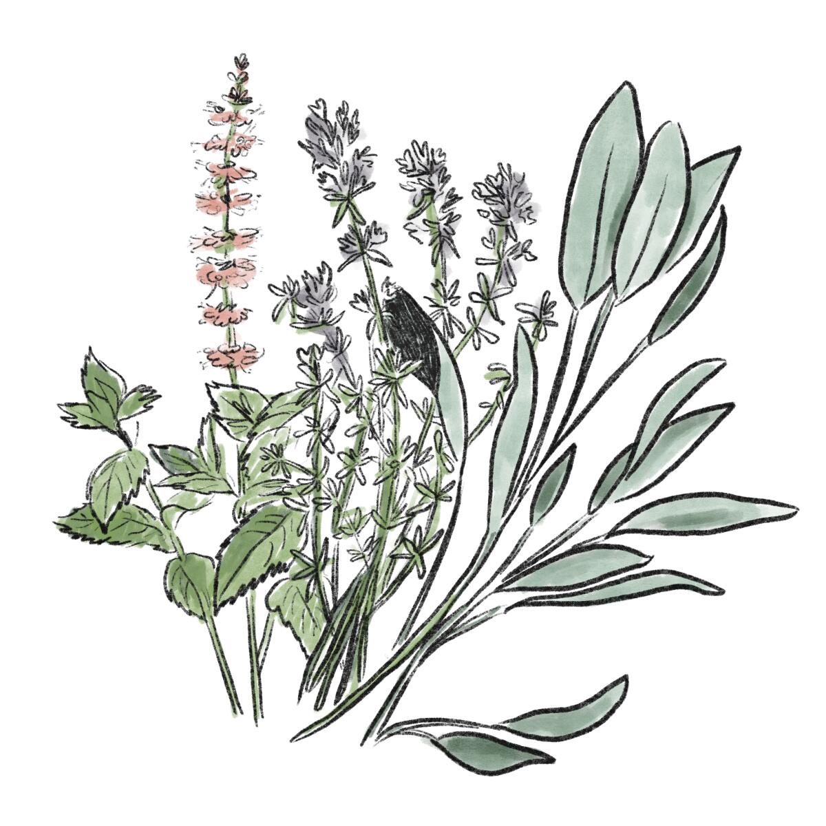 An illustration of sage, mint and thyme
