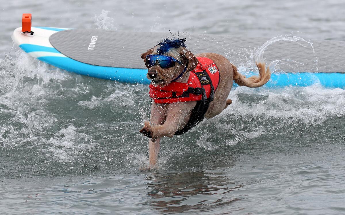 Derby, a golden poodle, competes at Huntington State Beach on Friday.