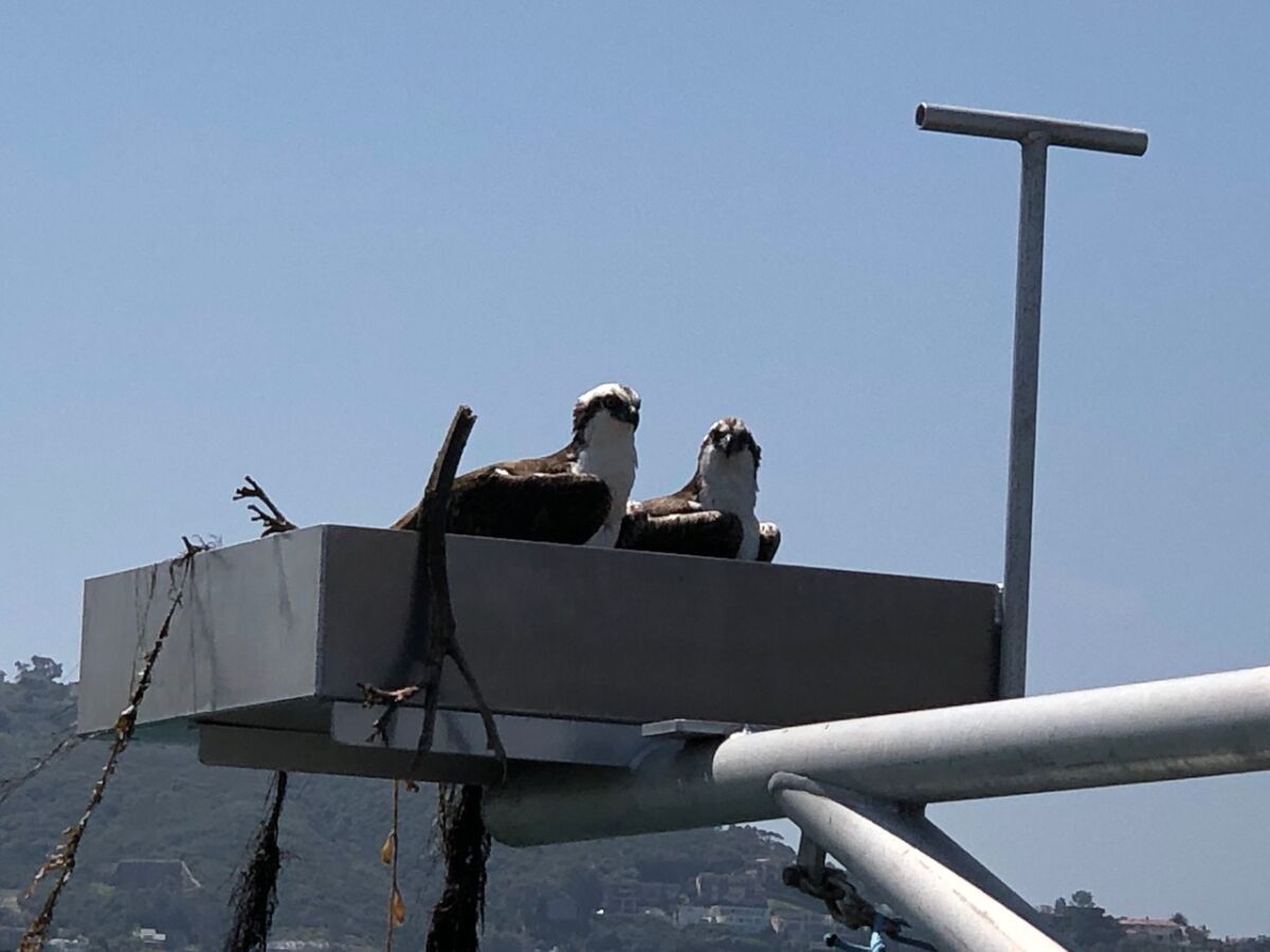 Ospreys named Ozzy and Dame Edna, pictured last spring, made a nest on a platform at the end of the Scripps Pier in La Jolla.