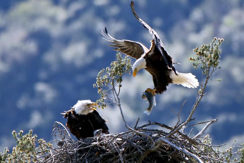 Two bald eagles raise their two chicks with a steady diet of local non-native fish, at the top of a Southern California native Bigcone Douglas-fir pine tree at the edge of the San Gabriel Reservoir, in the Angeles National Forest north of Azusa, on Friday, March 15, 2019. At this point, the two chicks were three weeks old. There was a Closure Order in effect until June 30th that prohibited people from coming within 700 ft. of the nest.