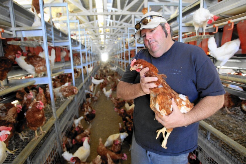 San Diego County egg farmer Frank Hilliker has reduced his flock by half and embarked on a $1-million overhaul of his henhouses.