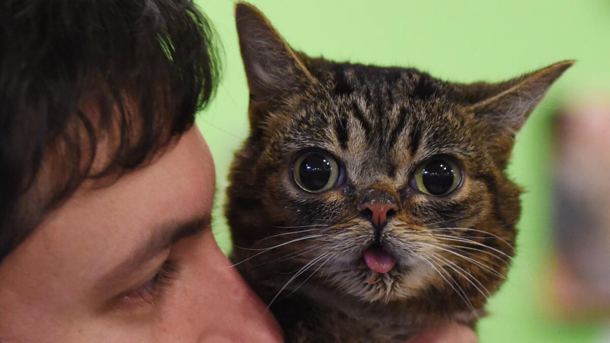 Internet celebrity cat Lil Bub, at last year's CatConLA with owner Mike Bridavsky, will be back for CatConLA's sophomore outing scheduled for June 25 and 26 at the Reef in downtown Los Angeles.