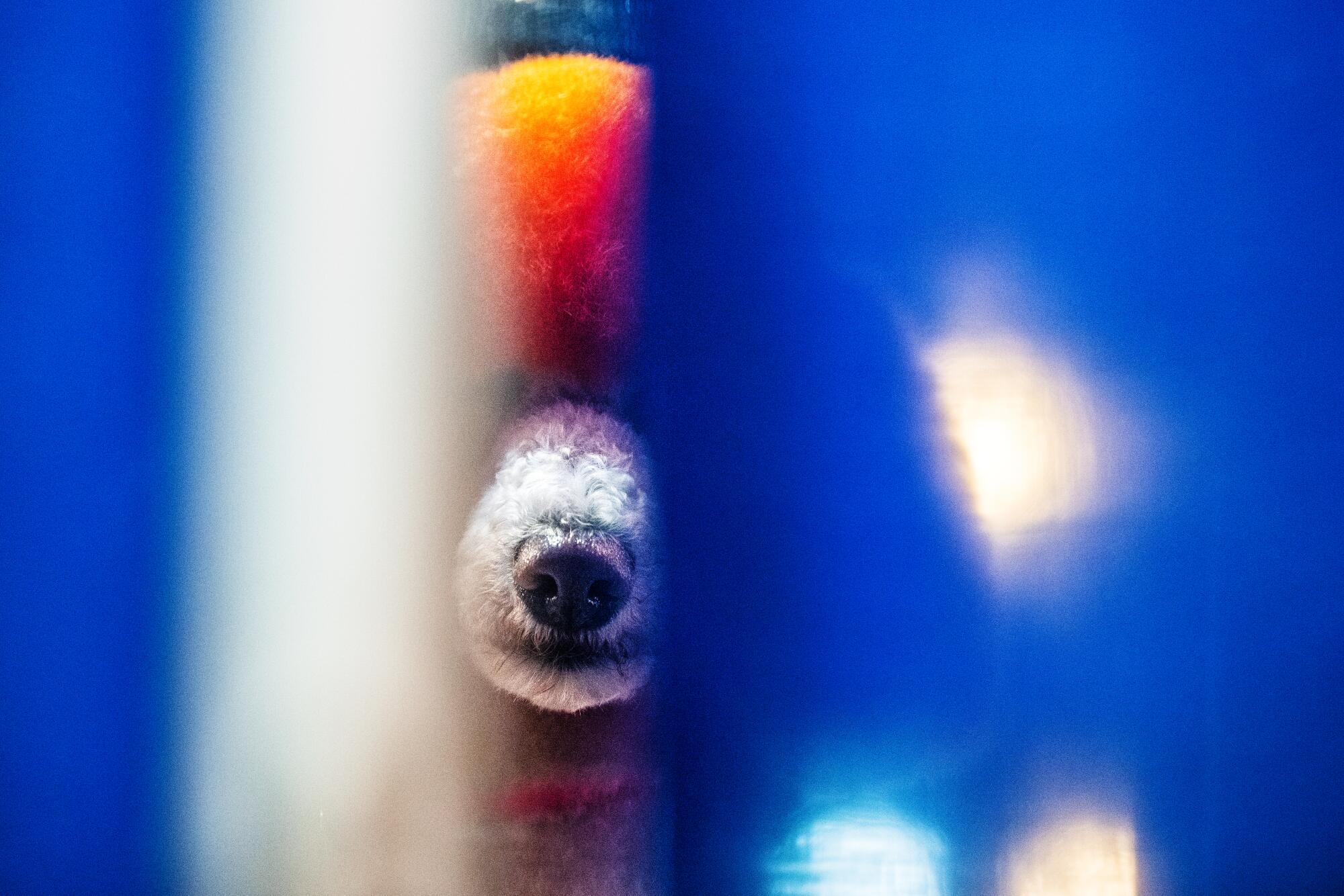 Gypsy peers between the curtains while onstage during the Creative Styling competition.