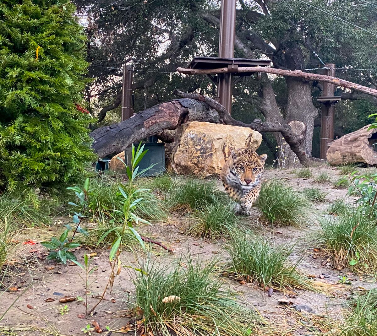 Mickey, an 11-month-old jaguar at the Orange County Zoo.