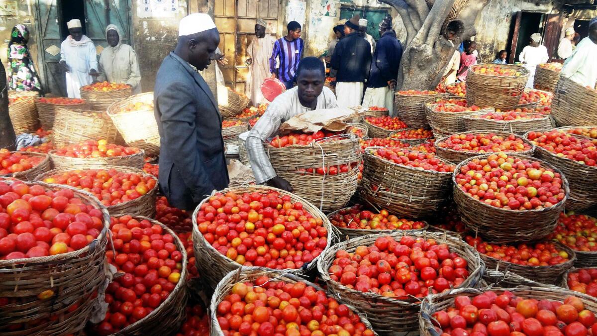 A trader sorts baskets of tomatoes at a market in the northern Nigerian city of Kano in January.